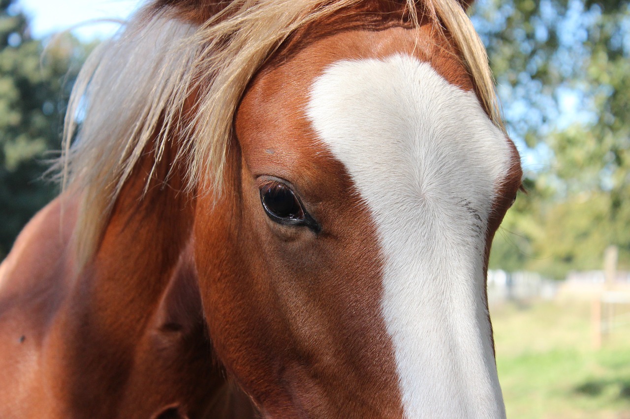 horse german reitponny pony free photo