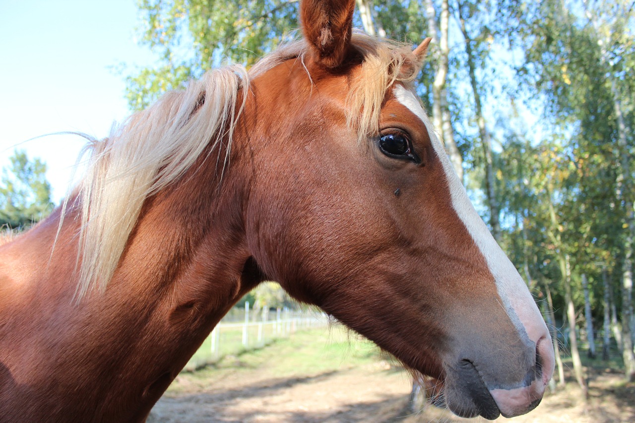 horse german reitponny pony free photo