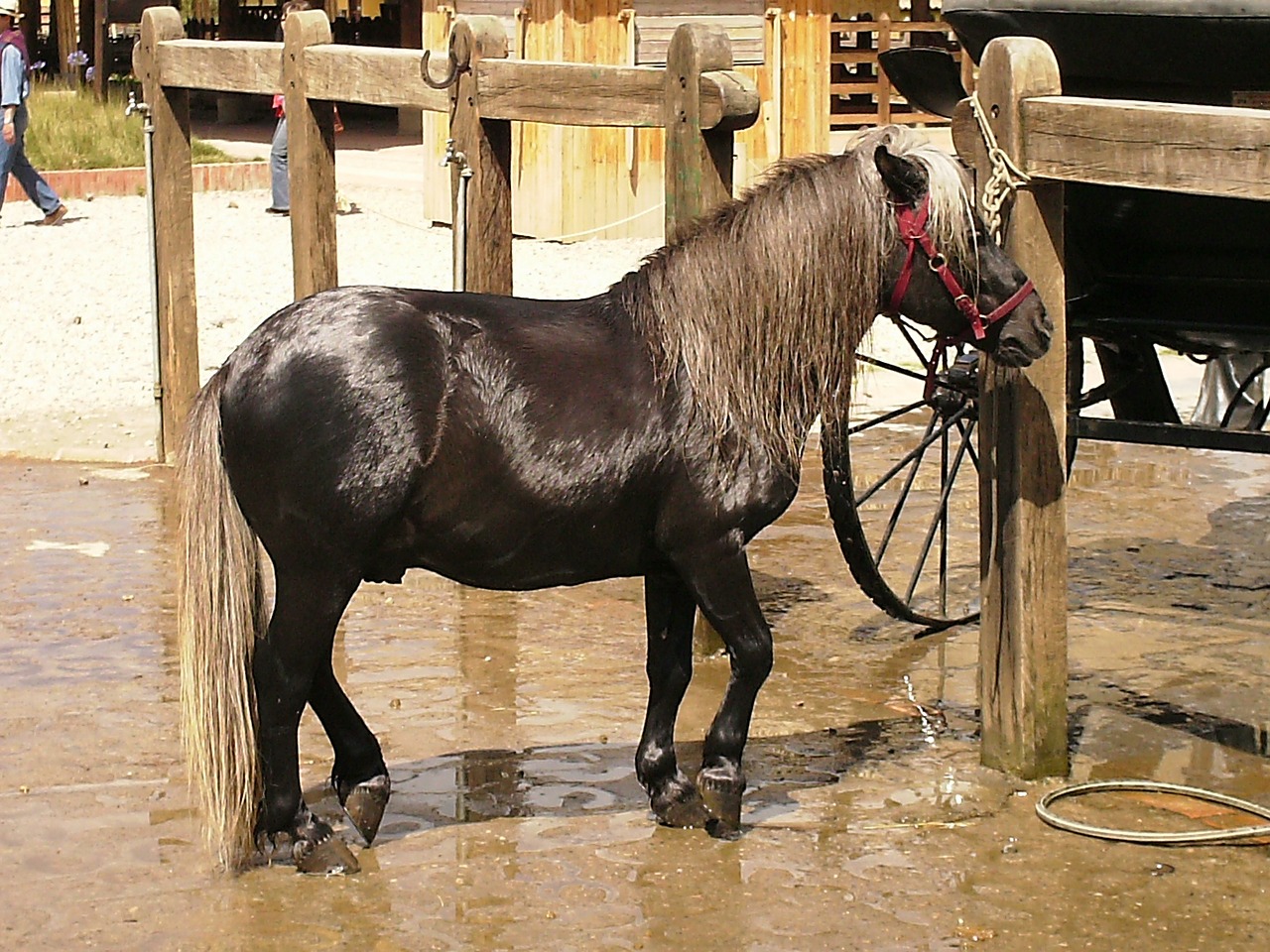 horse pony nature free photo