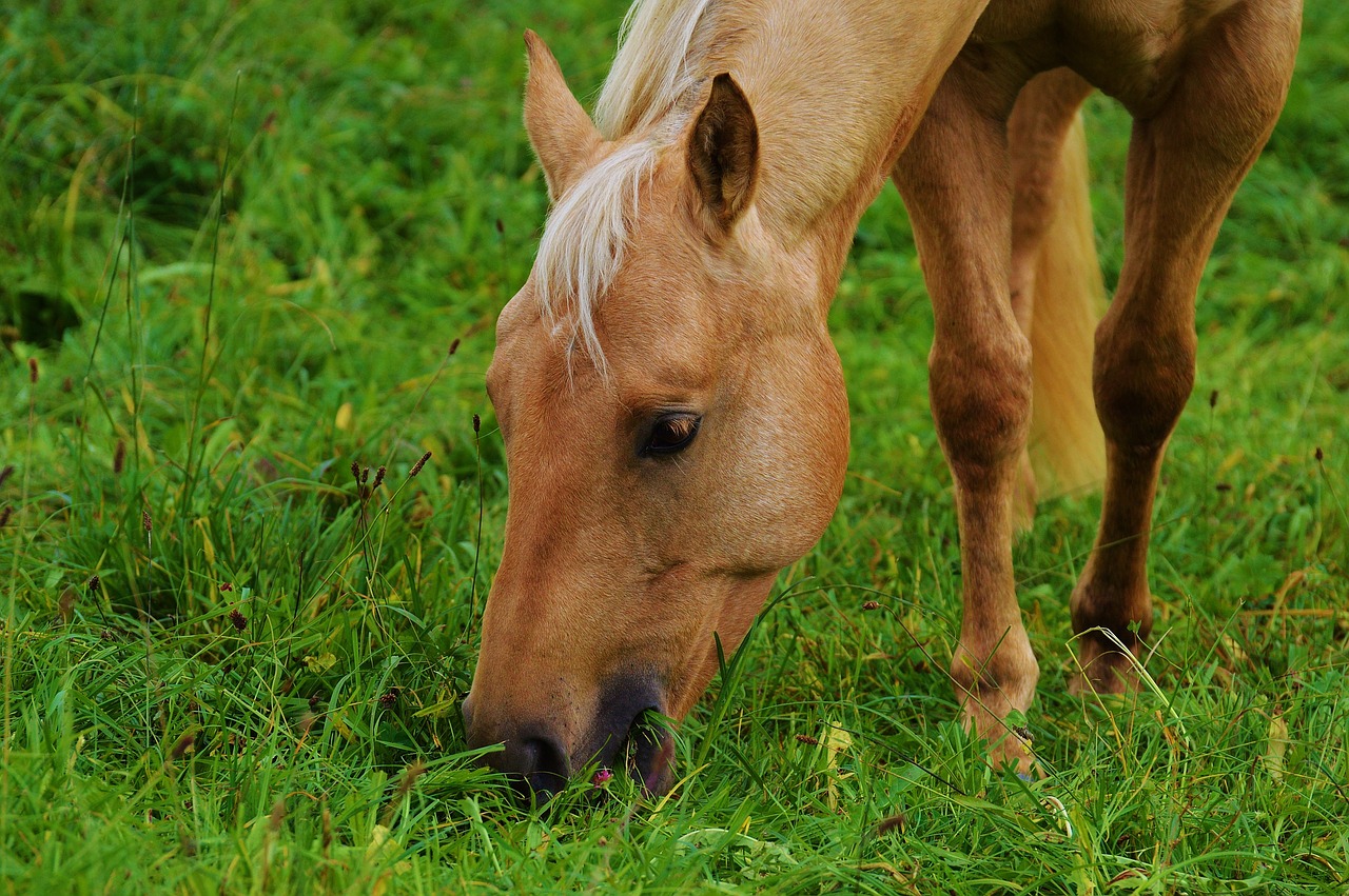 horse pasture meadow free photo