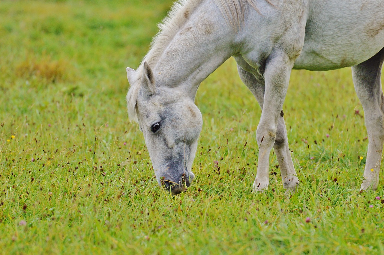 horse mold animal free photo