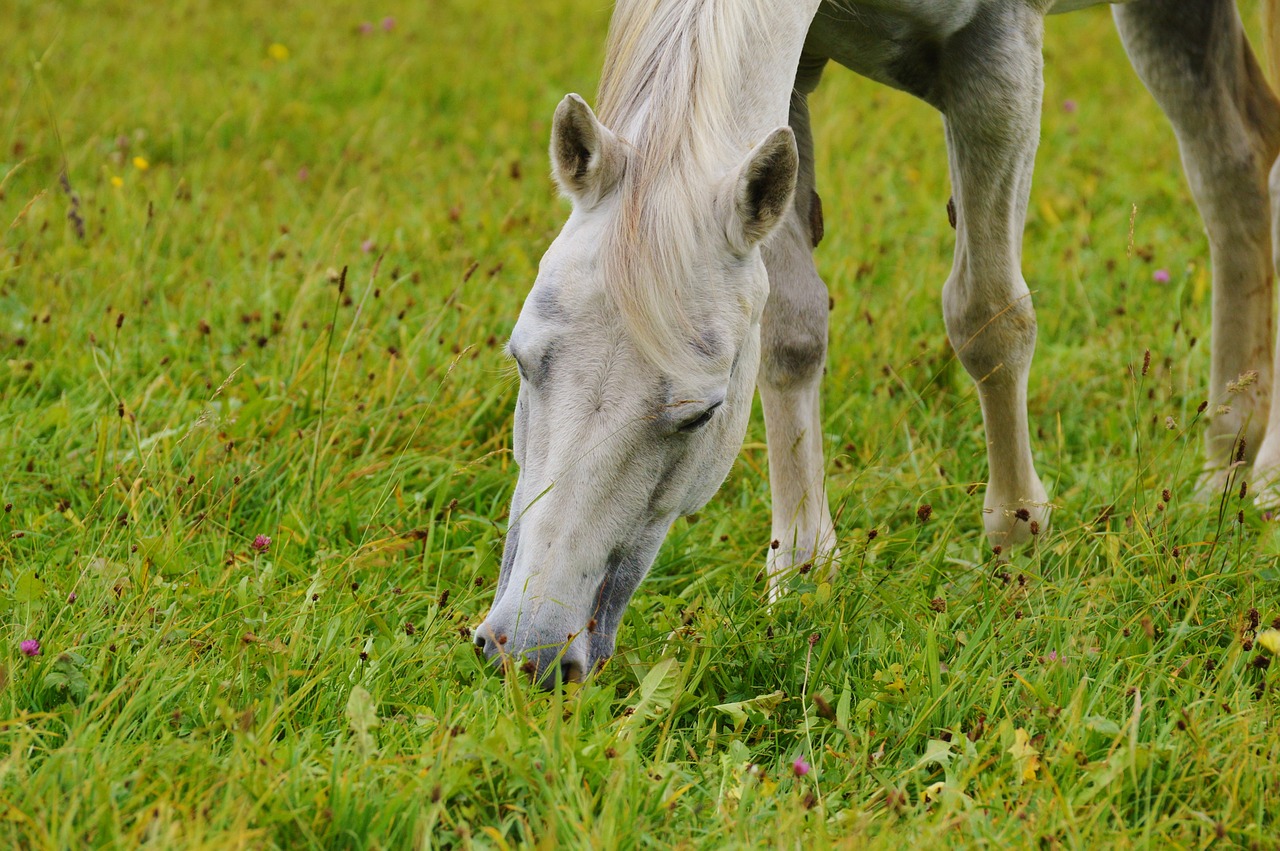 horse mold animal free photo