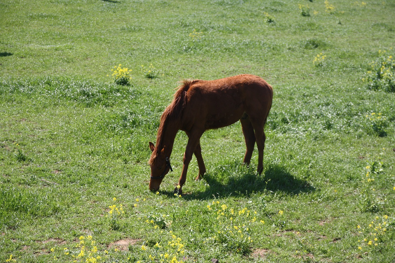 horse meadow jeju island free photo