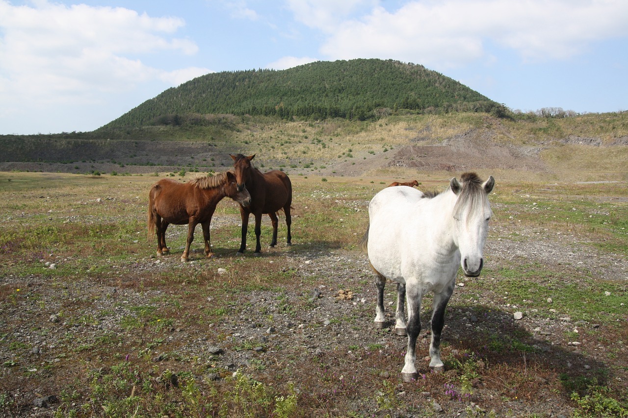 horse ascension jeju island free photo