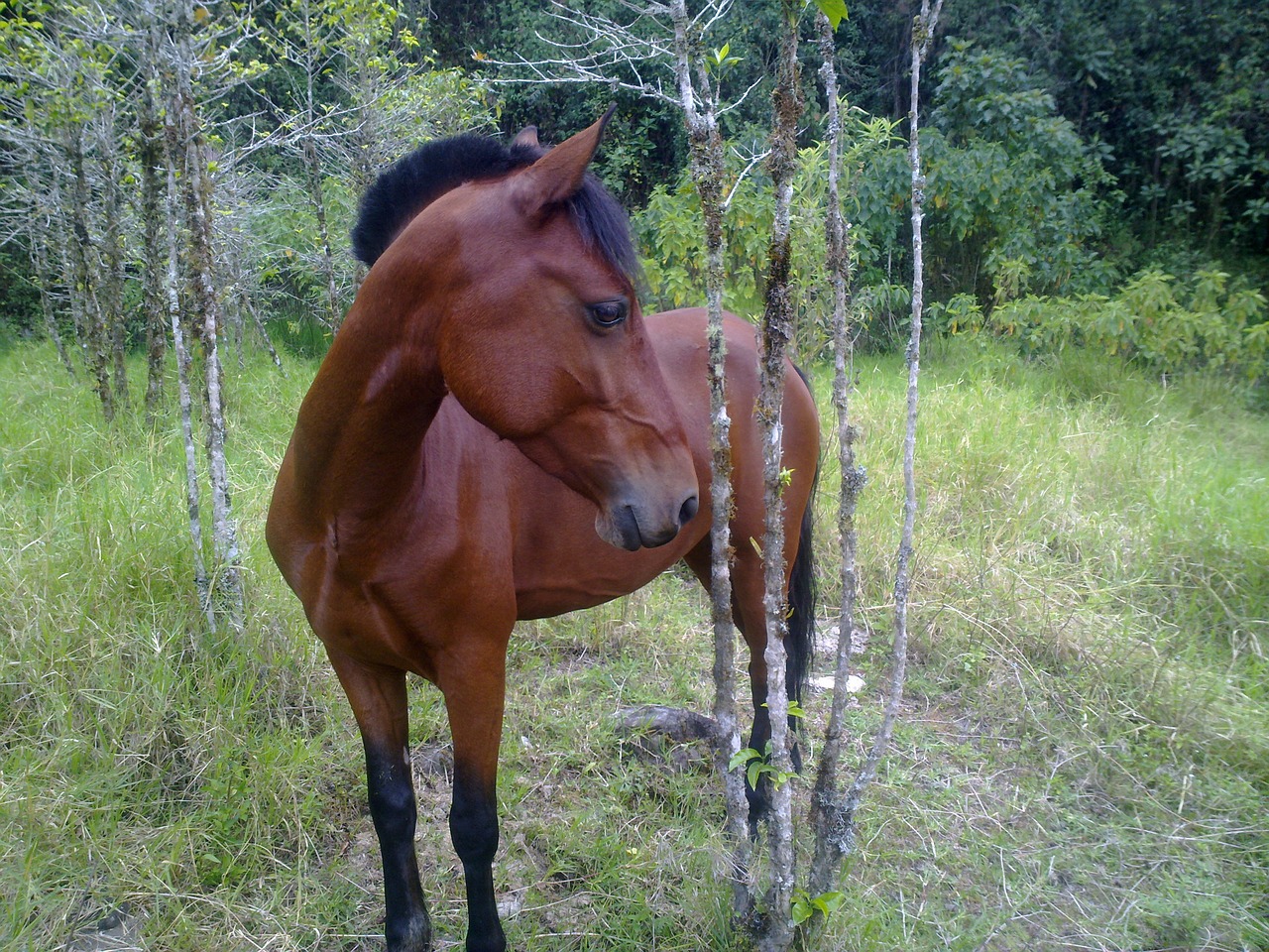 horse beach grass free photo