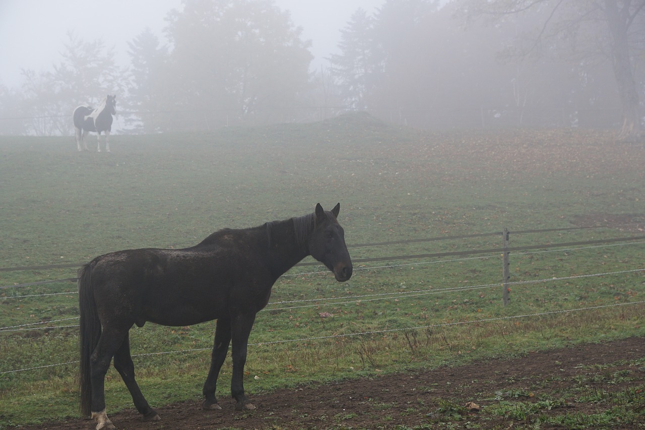 horse fog pasture free photo