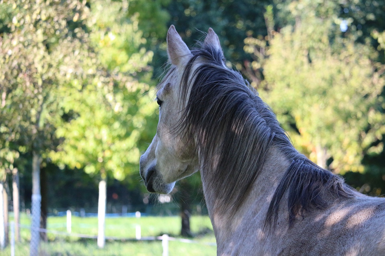 horse horse head mare free photo