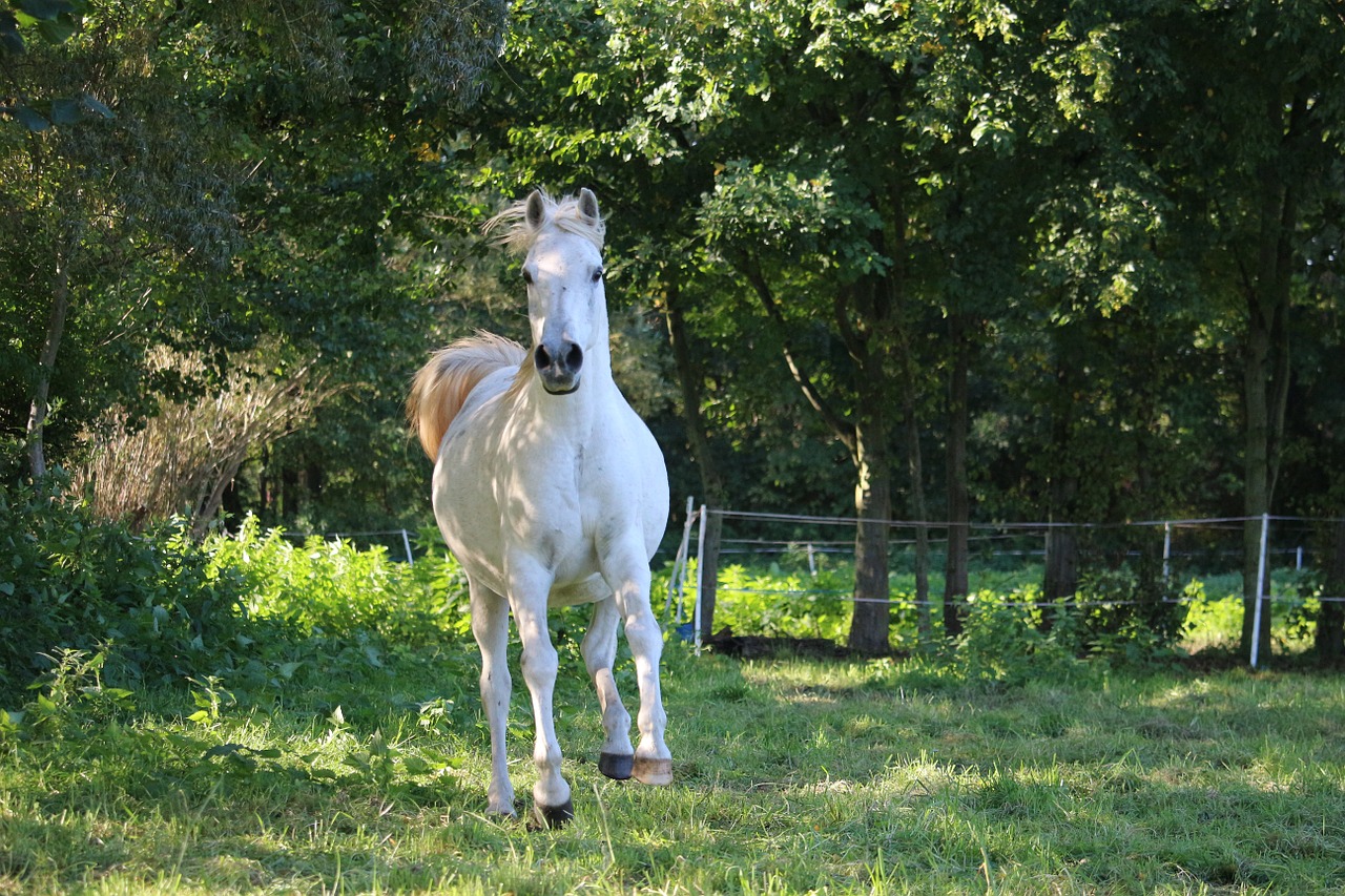 horse mold thoroughbred arabian free photo