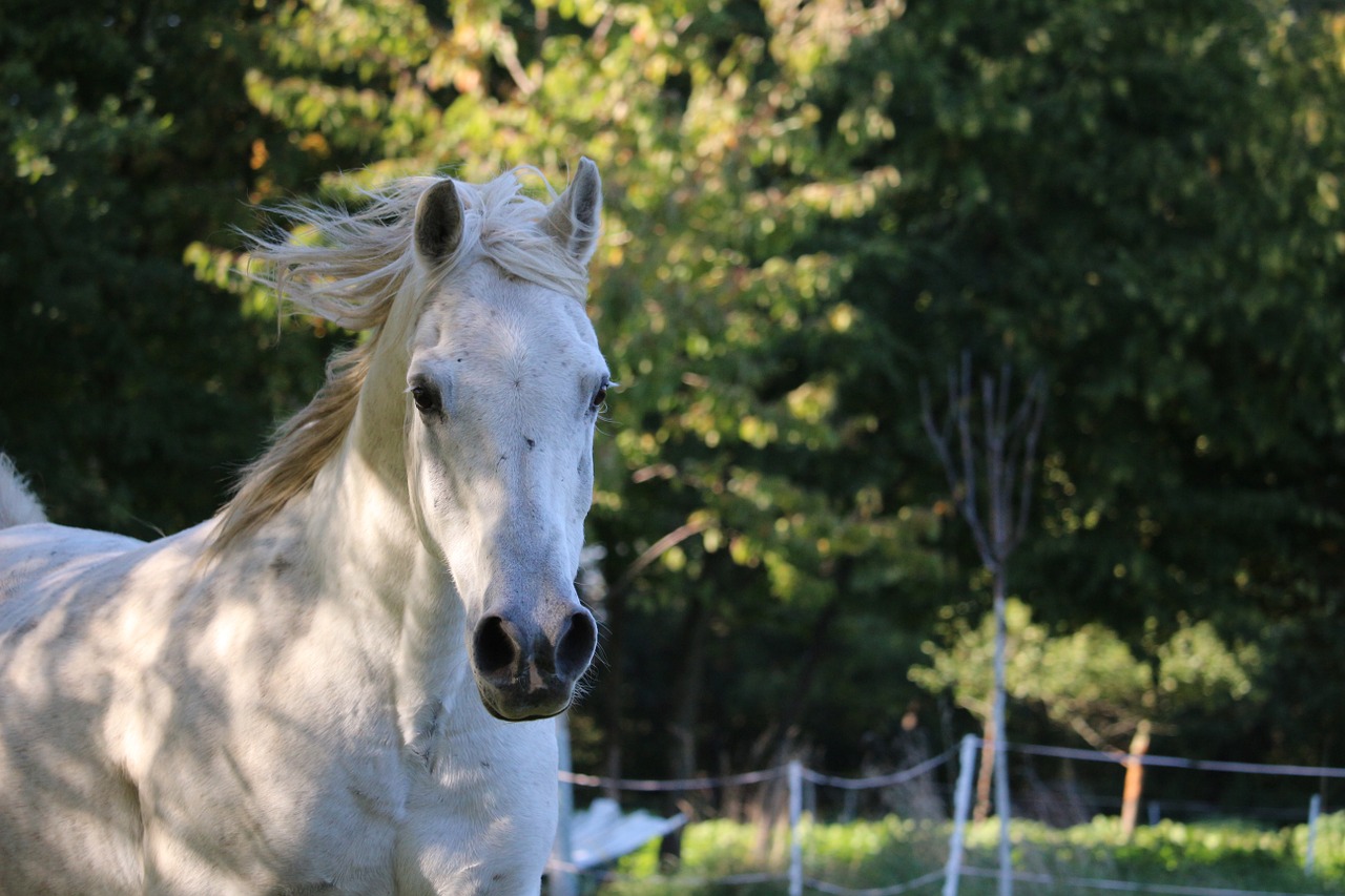 horse mold thoroughbred arabian free photo