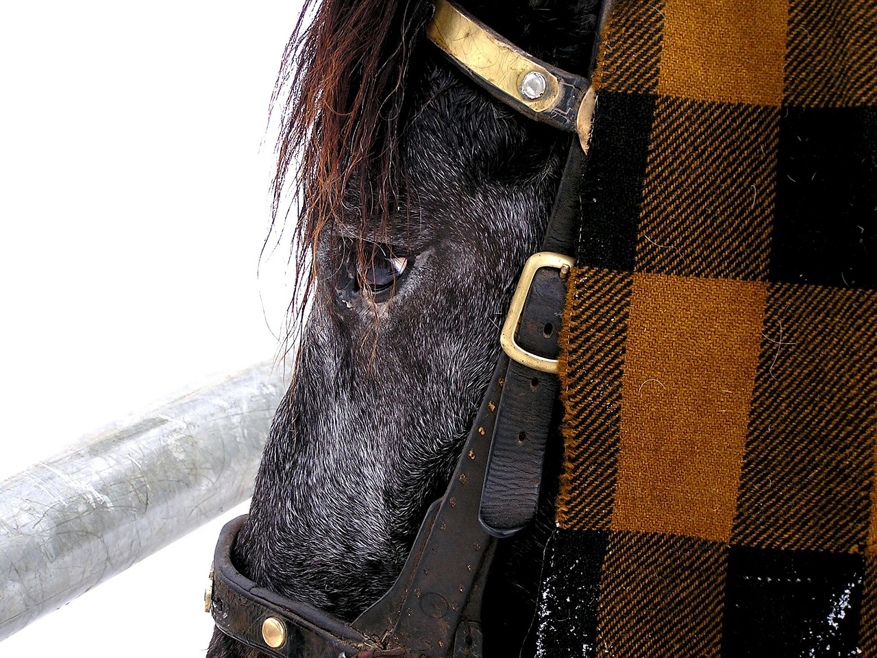 horse animal horse head free photo