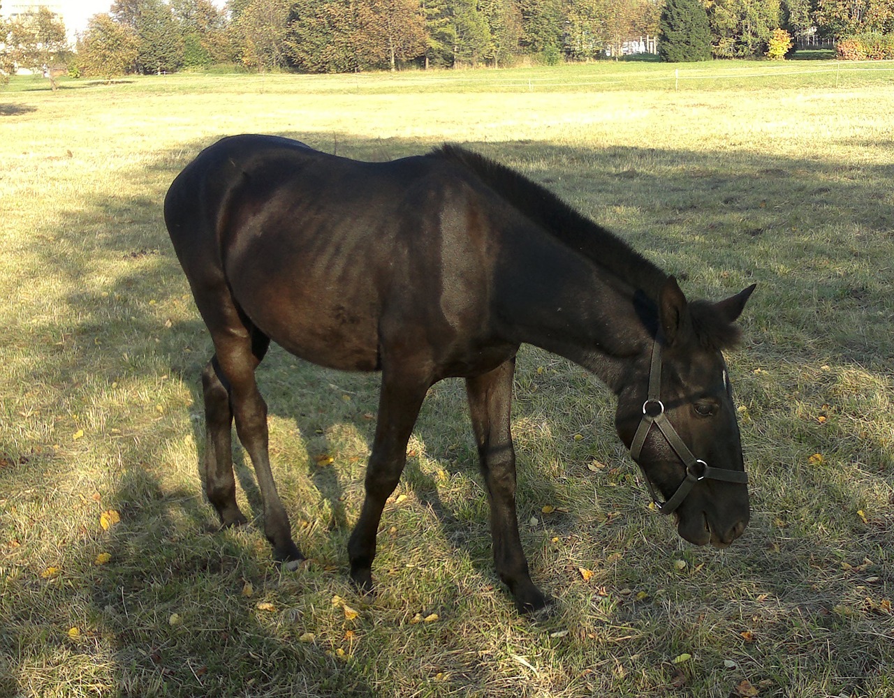 horse nature animals free photo