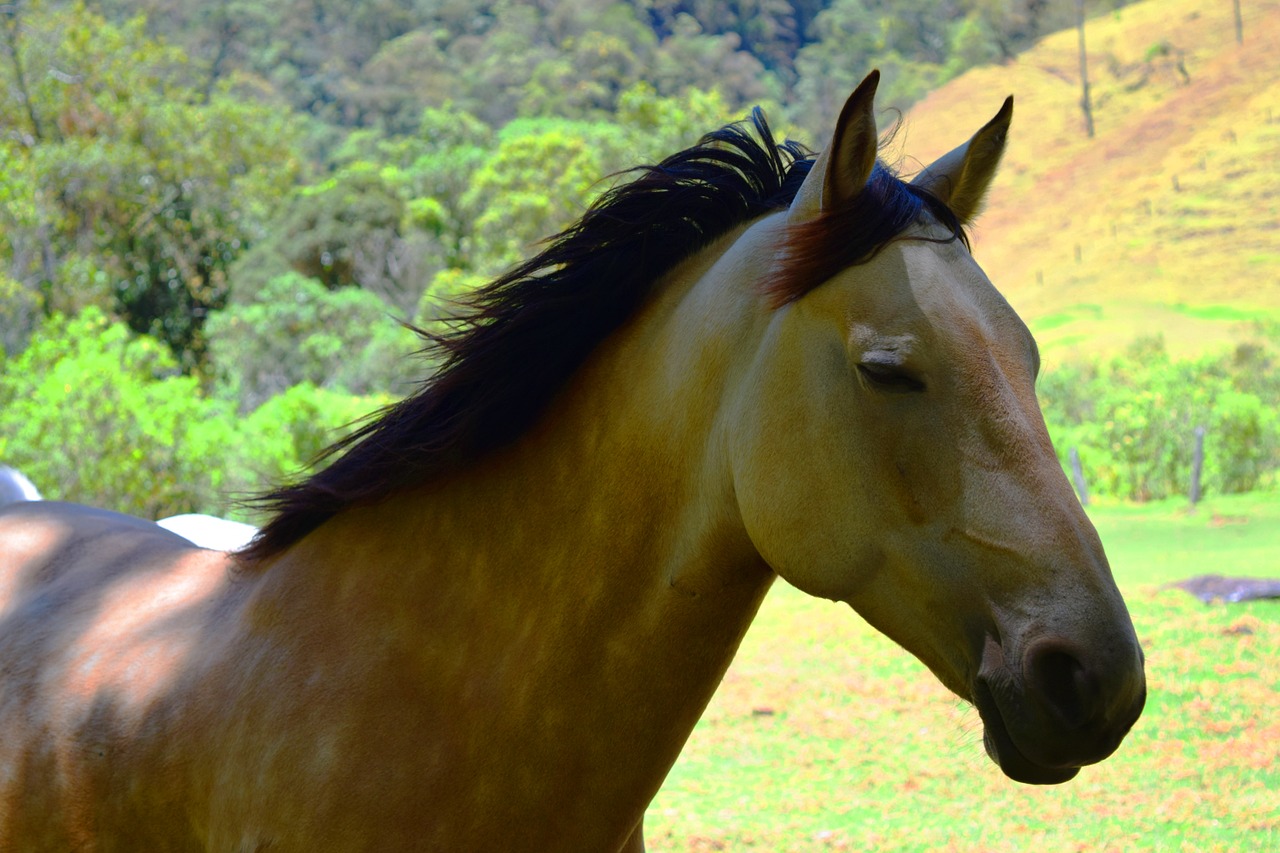 horse salento cocora free photo