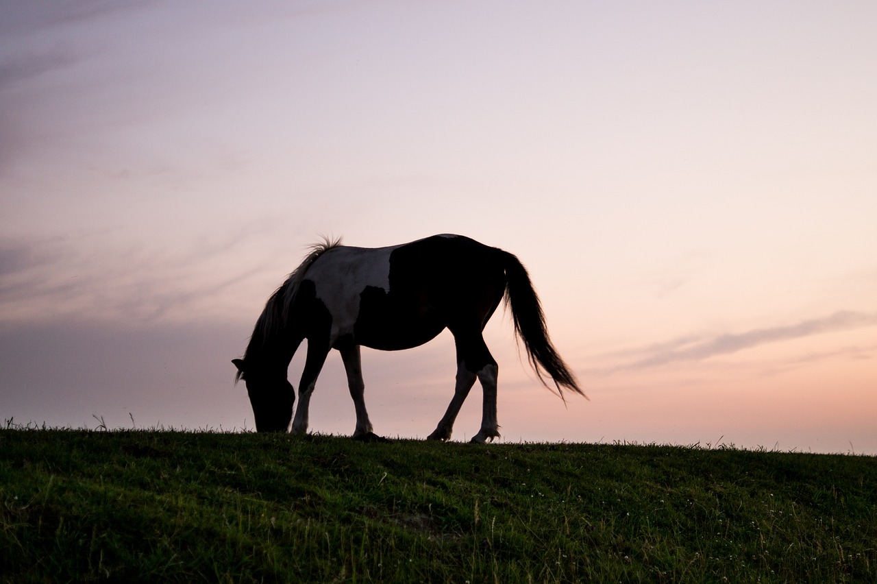 horse sunset silhouette free photo