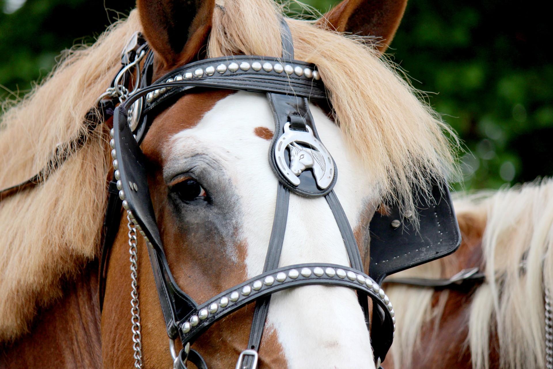 Horse Bridle Headstall Free Photo. 