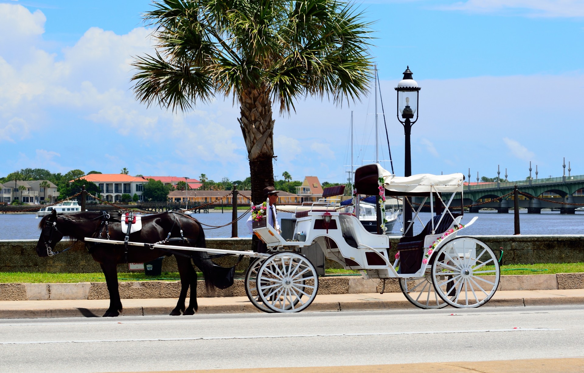 horse carriage ride free photo