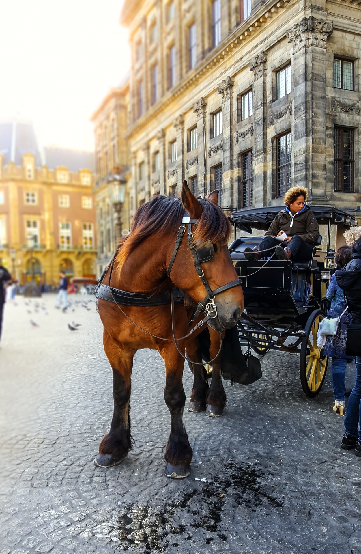 horse carriage work free photo