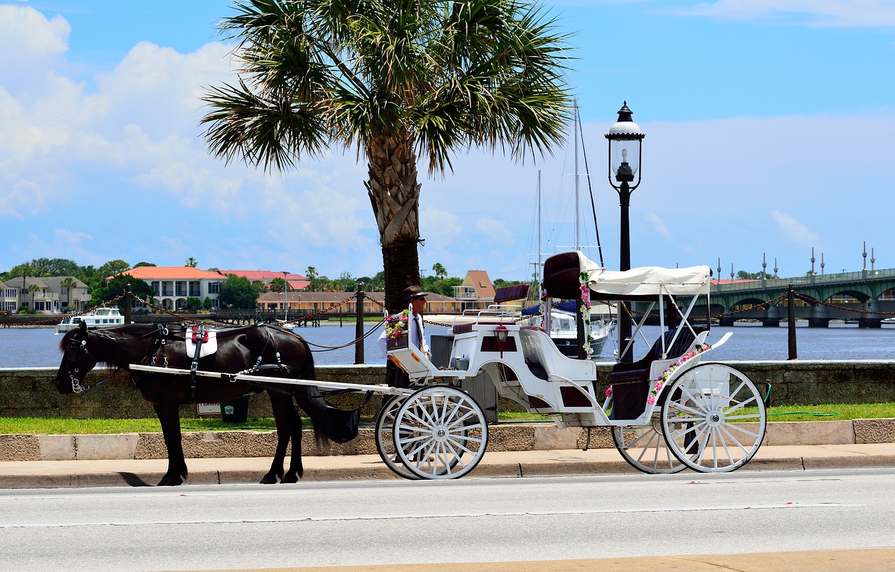 horse and carriage st augustine florida free photo