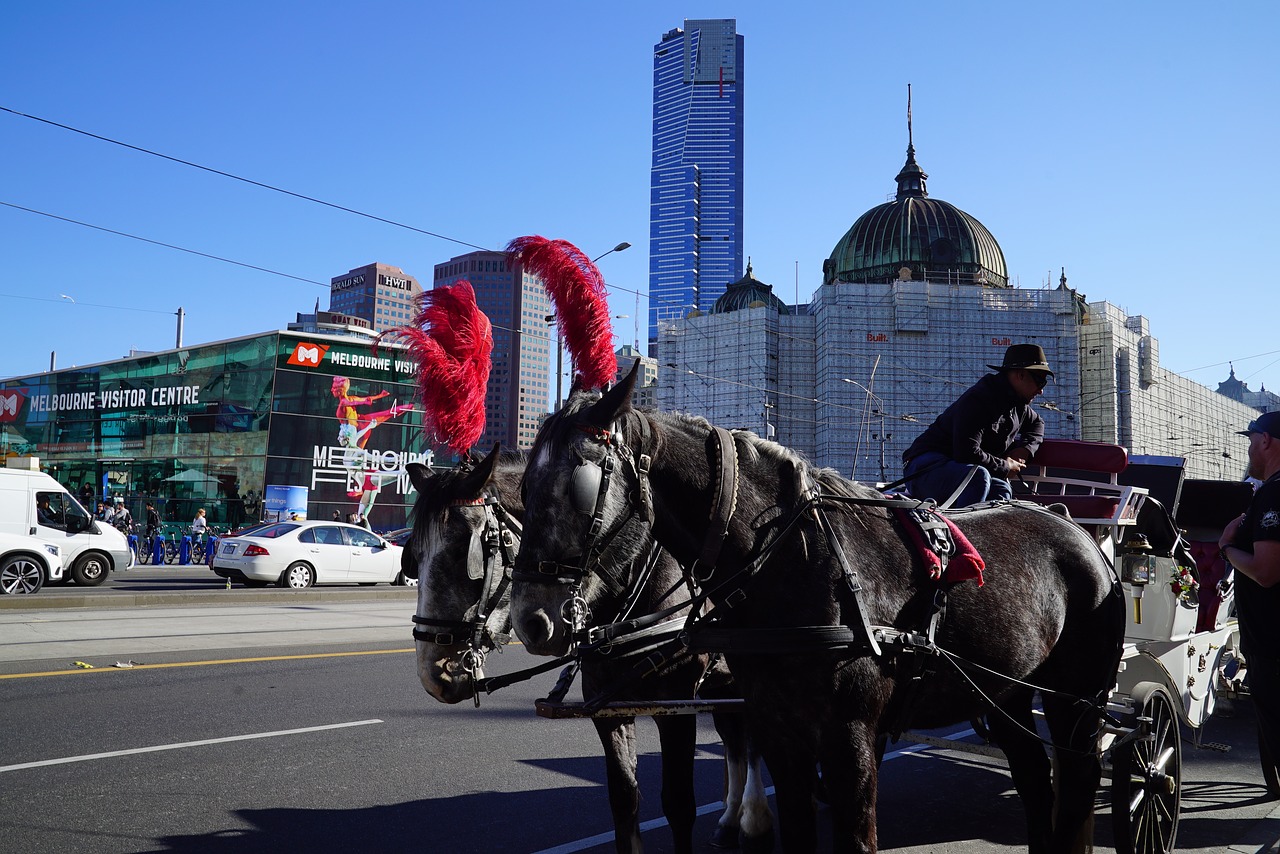 horse and carriage ride melbourne city fantasy ride free photo