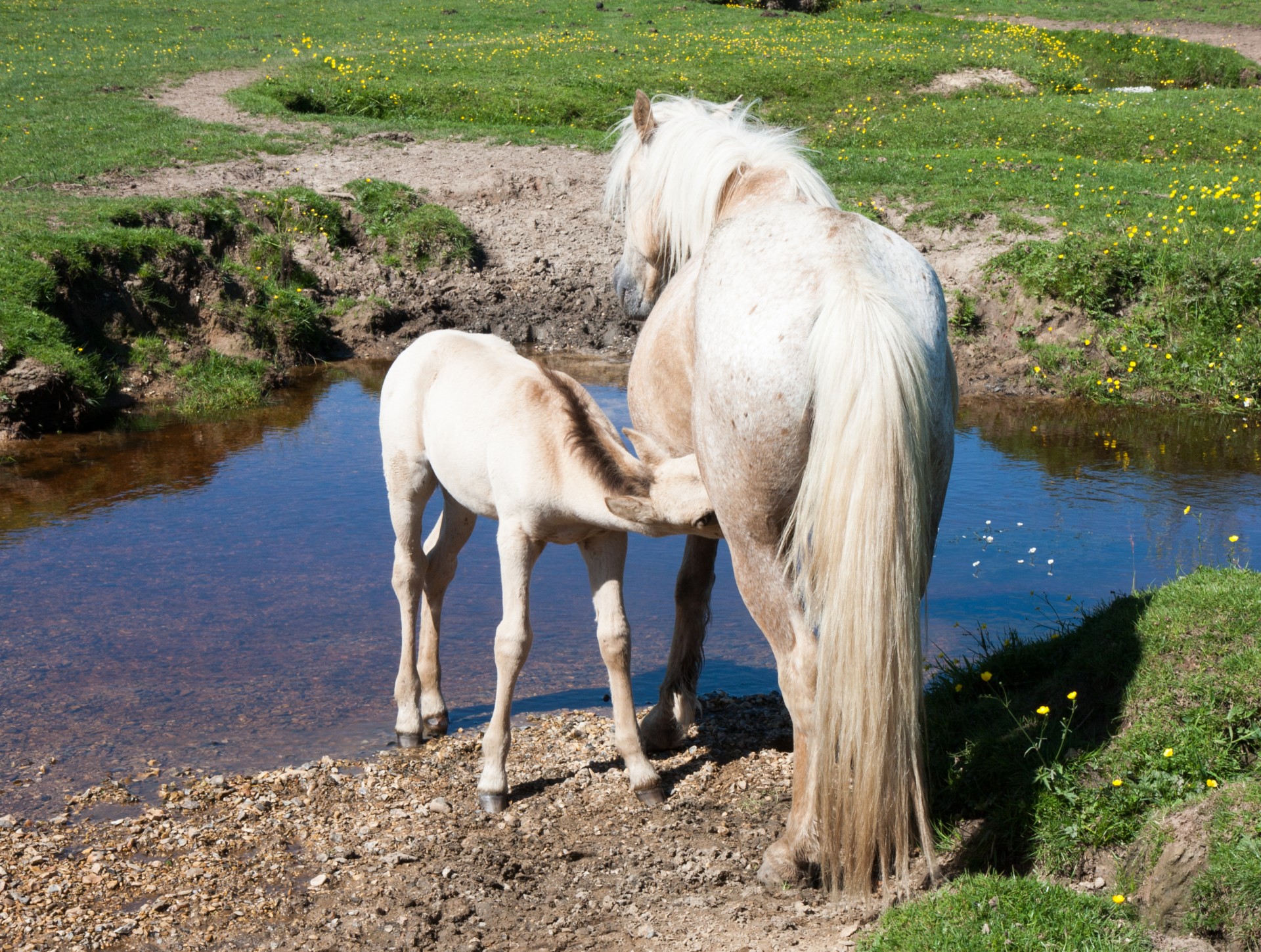horse foal baby free photo