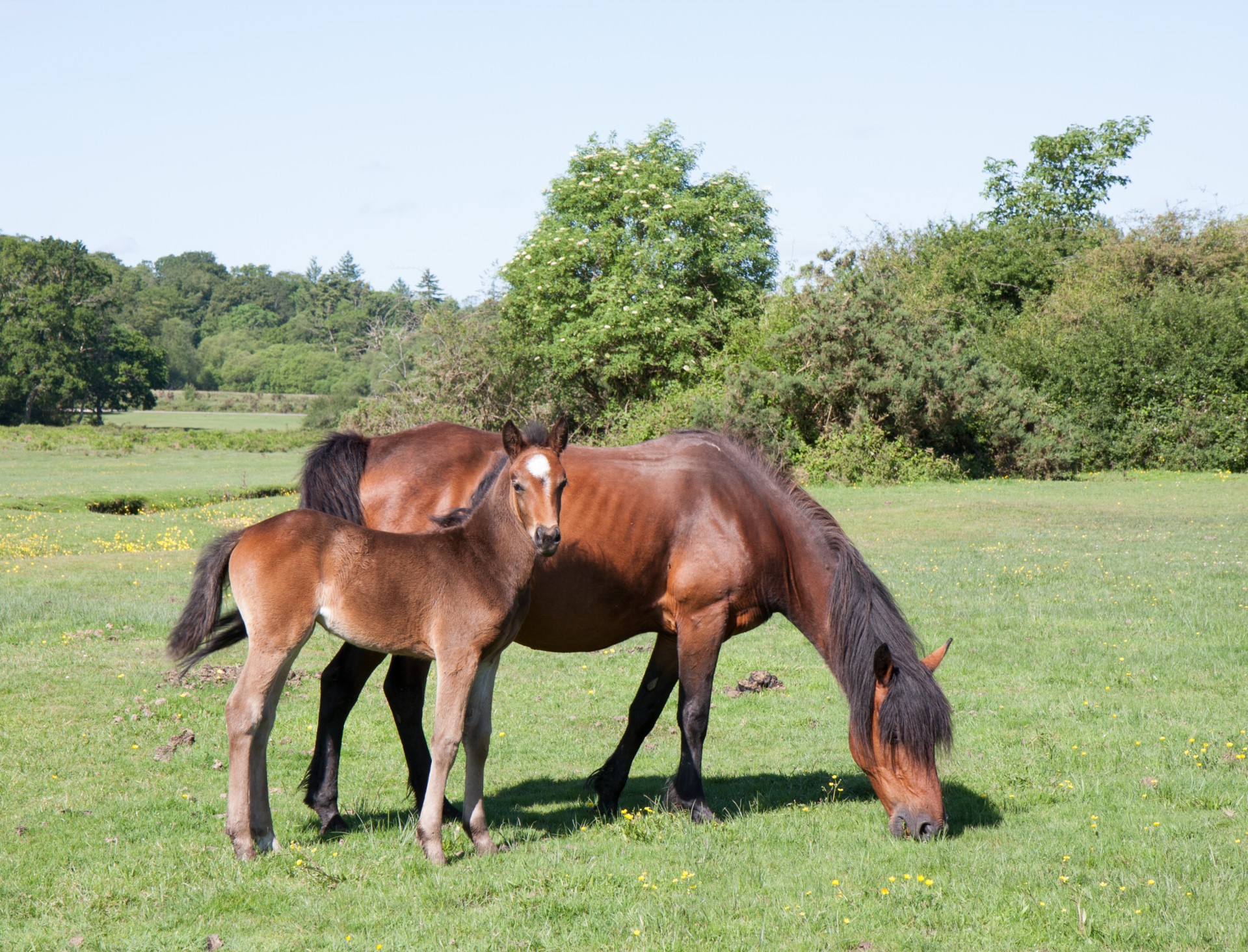 horse pony foal free photo