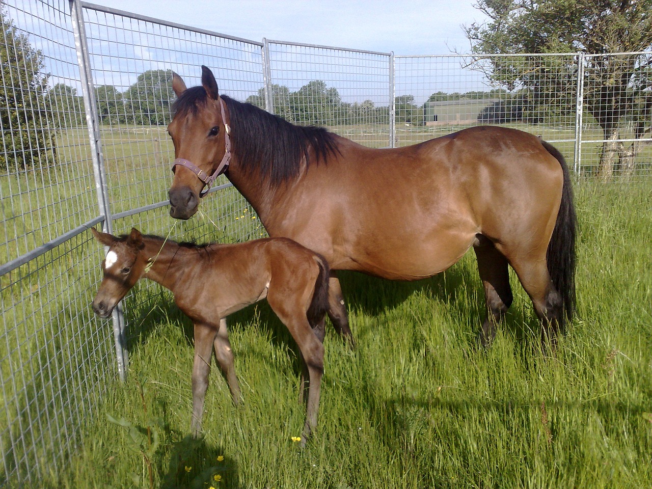 horse and foal field mare free photo