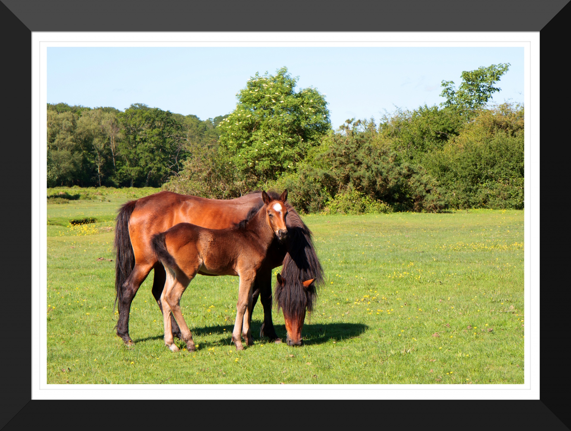 horse foal pony free photo