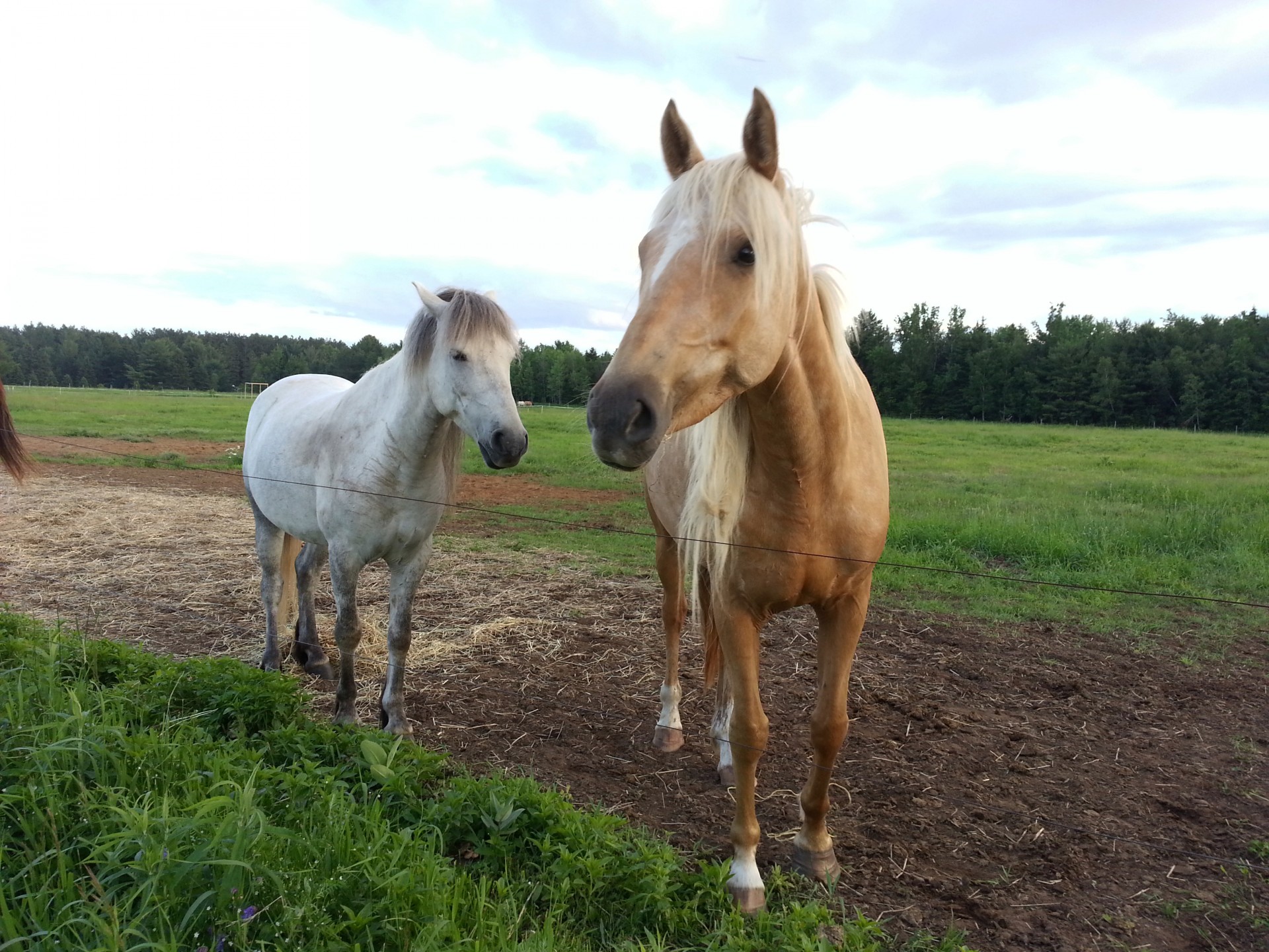 horse horseback riding free photo