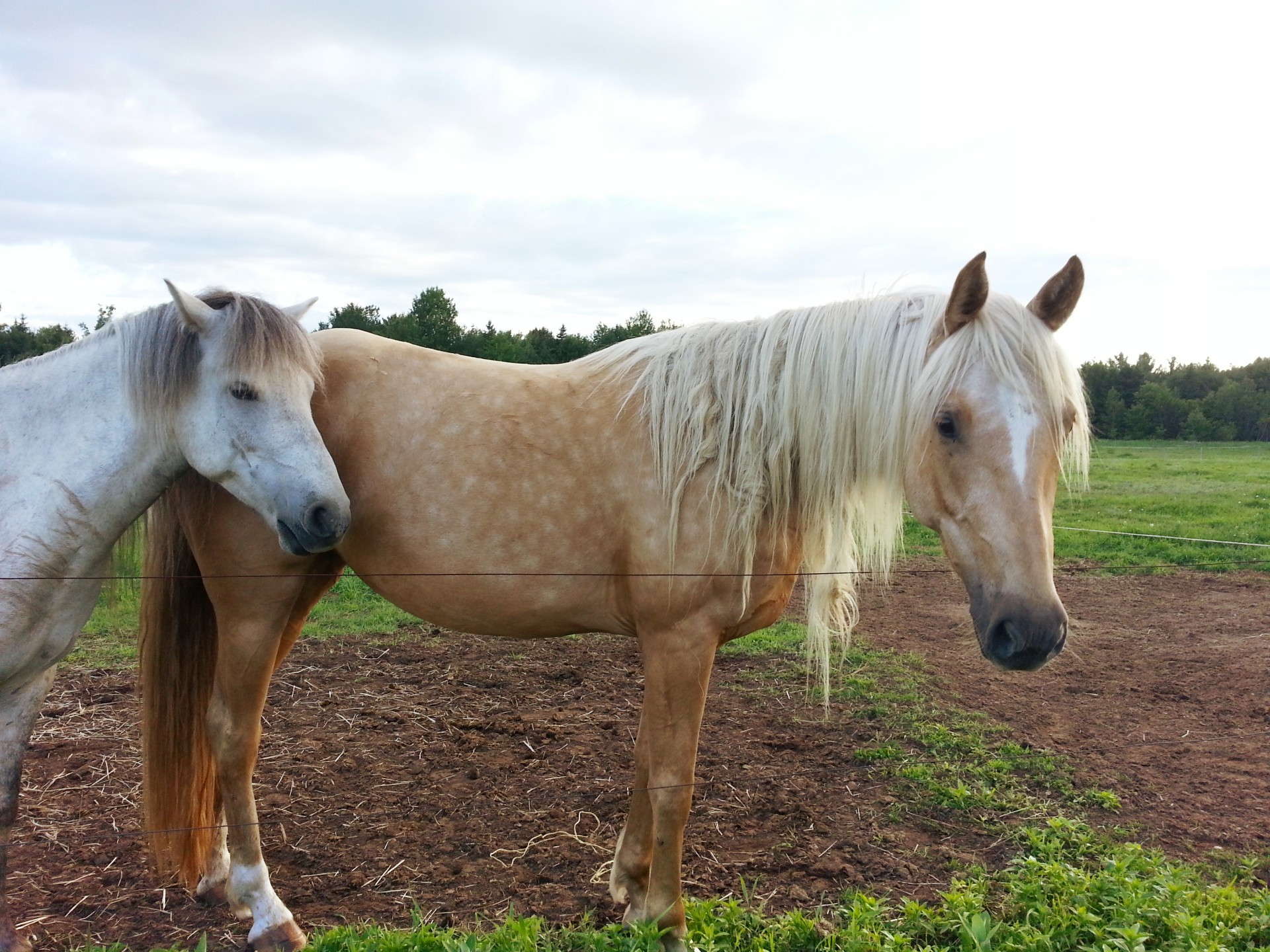 horse horseback riding free photo