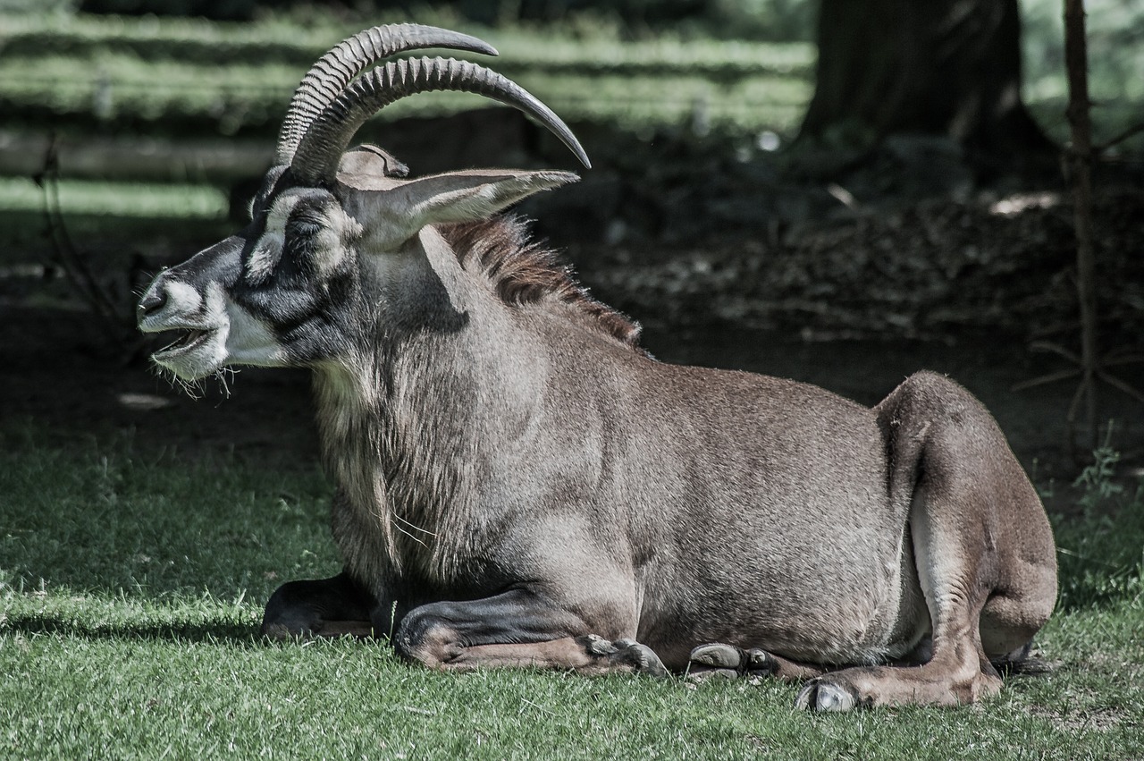 horse antelope horns animal free photo