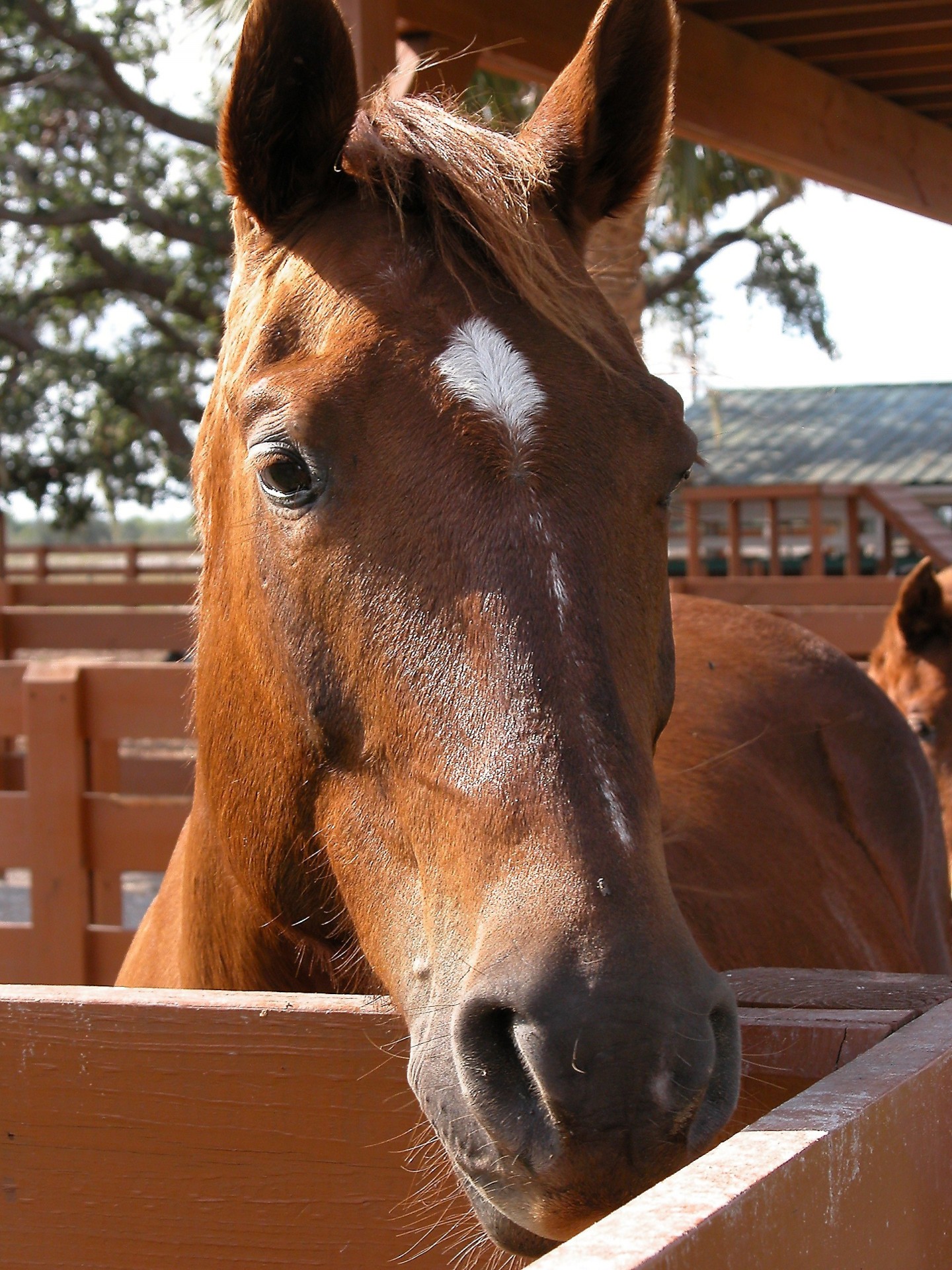 horse animal pet free photo