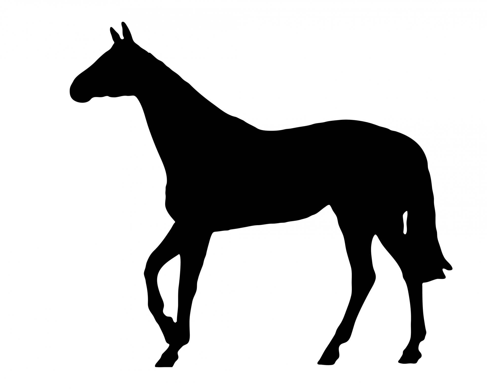 horse black equine free photo