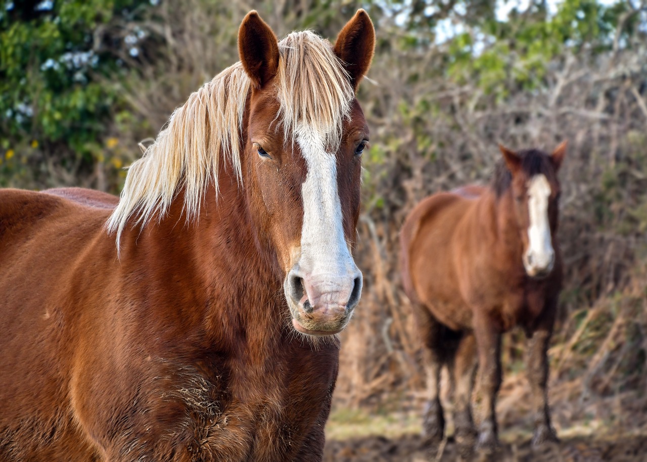 horse breton equine animal free photo