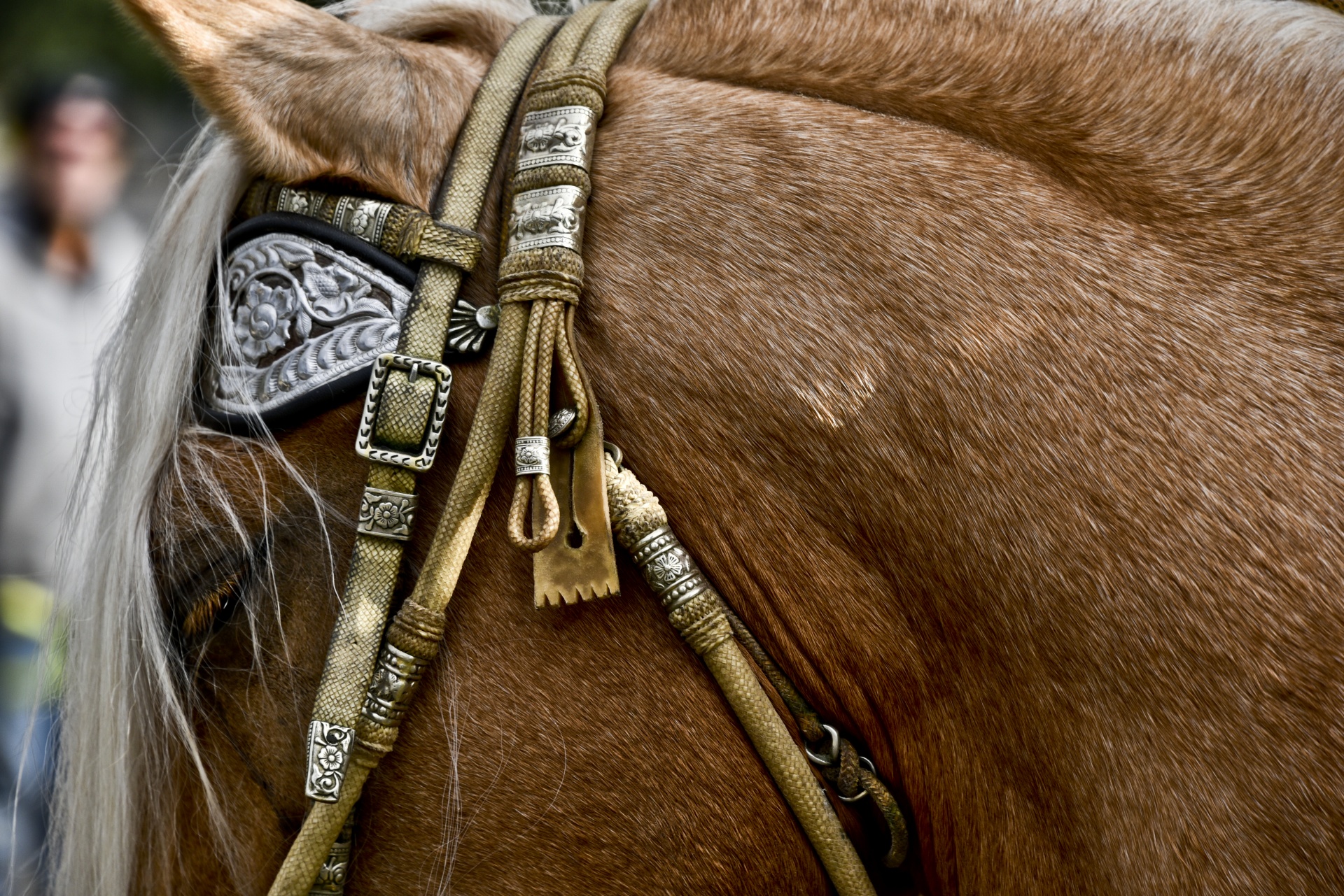 horse bridle harness free photo