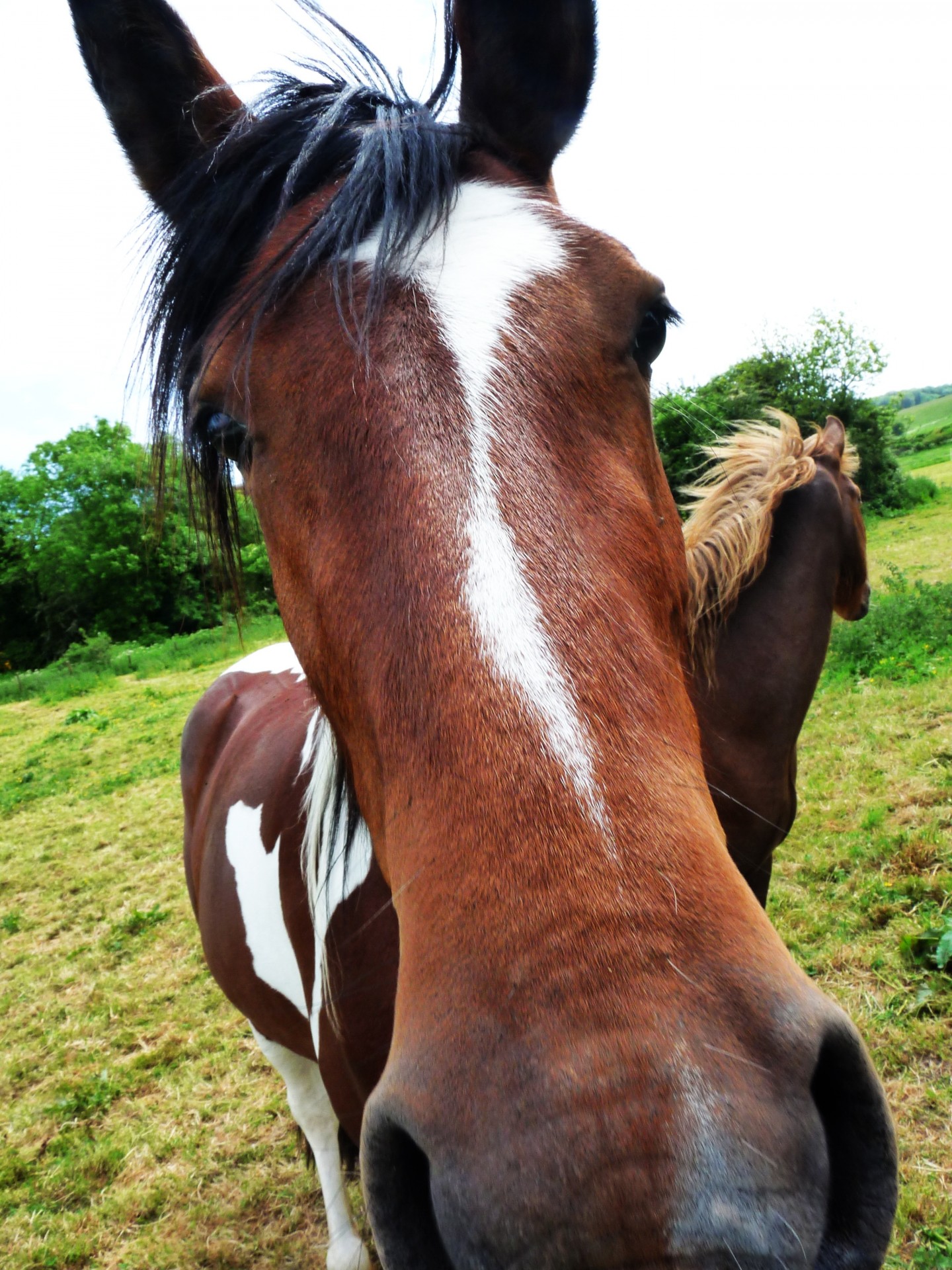 horse image horse business free photo