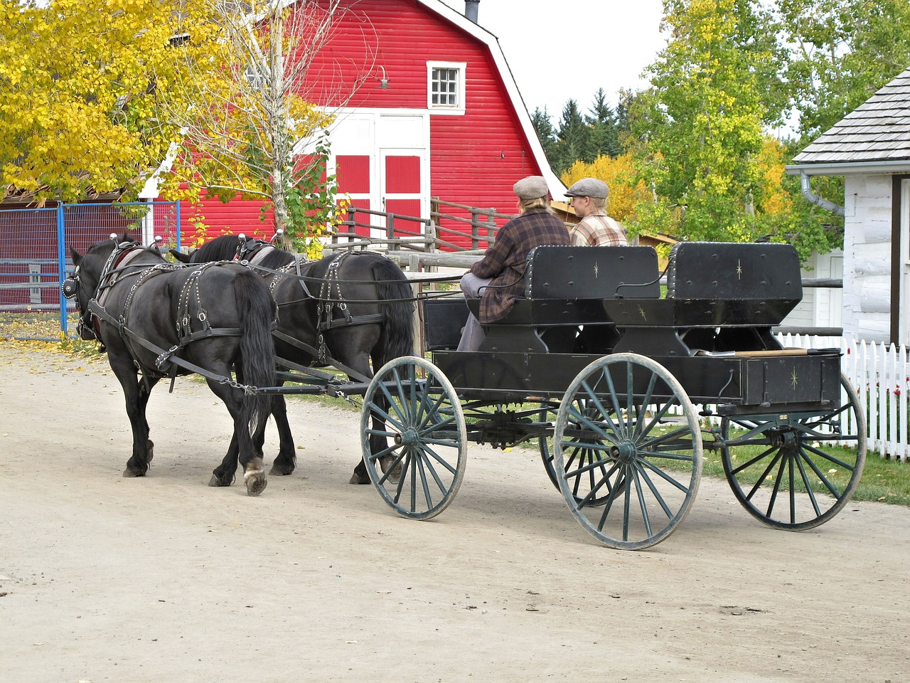 horse carriage horses park free photo