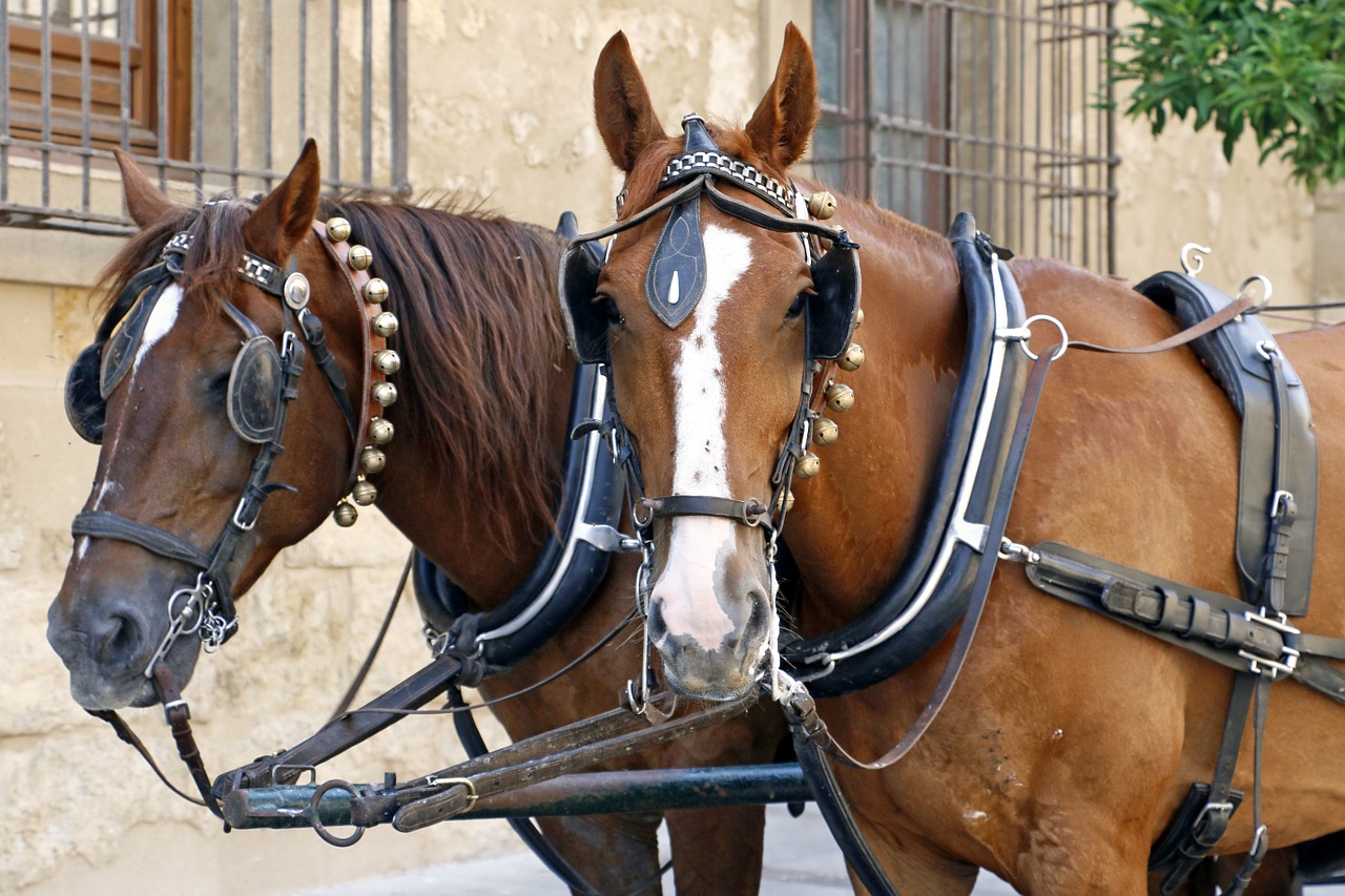 horse cart horse cars free photo