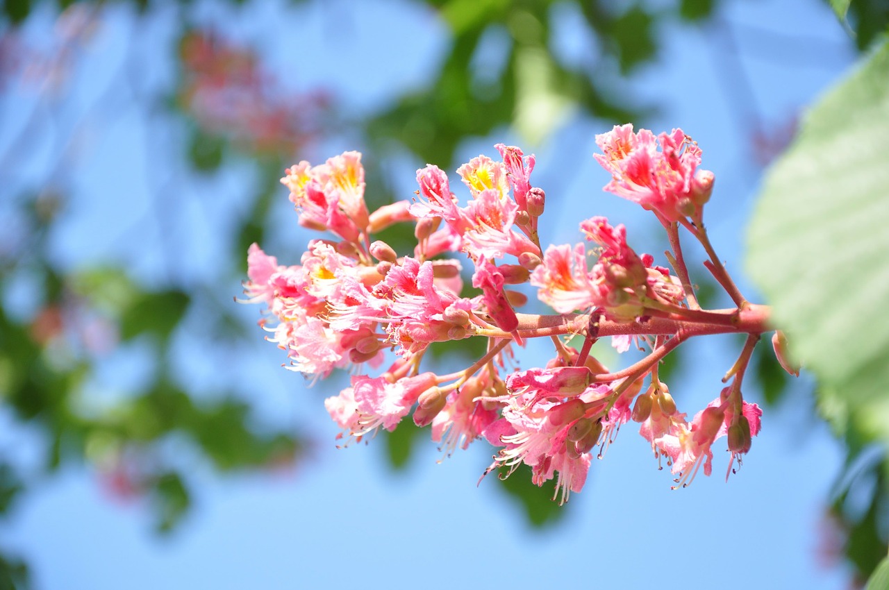 horse chestnut pink green free photo