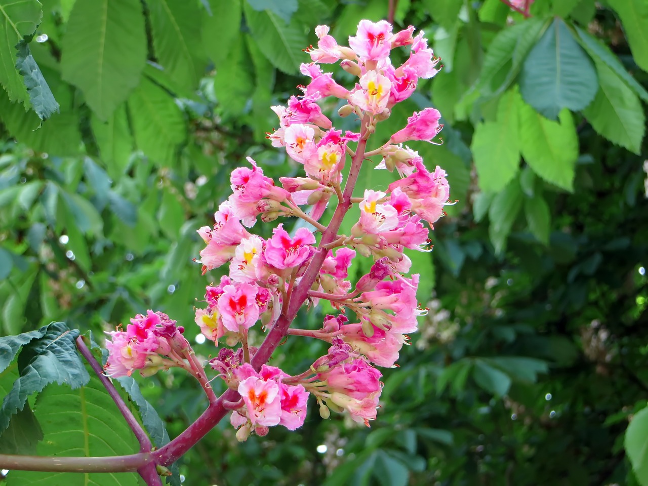 horse chestnut pink briot free photo