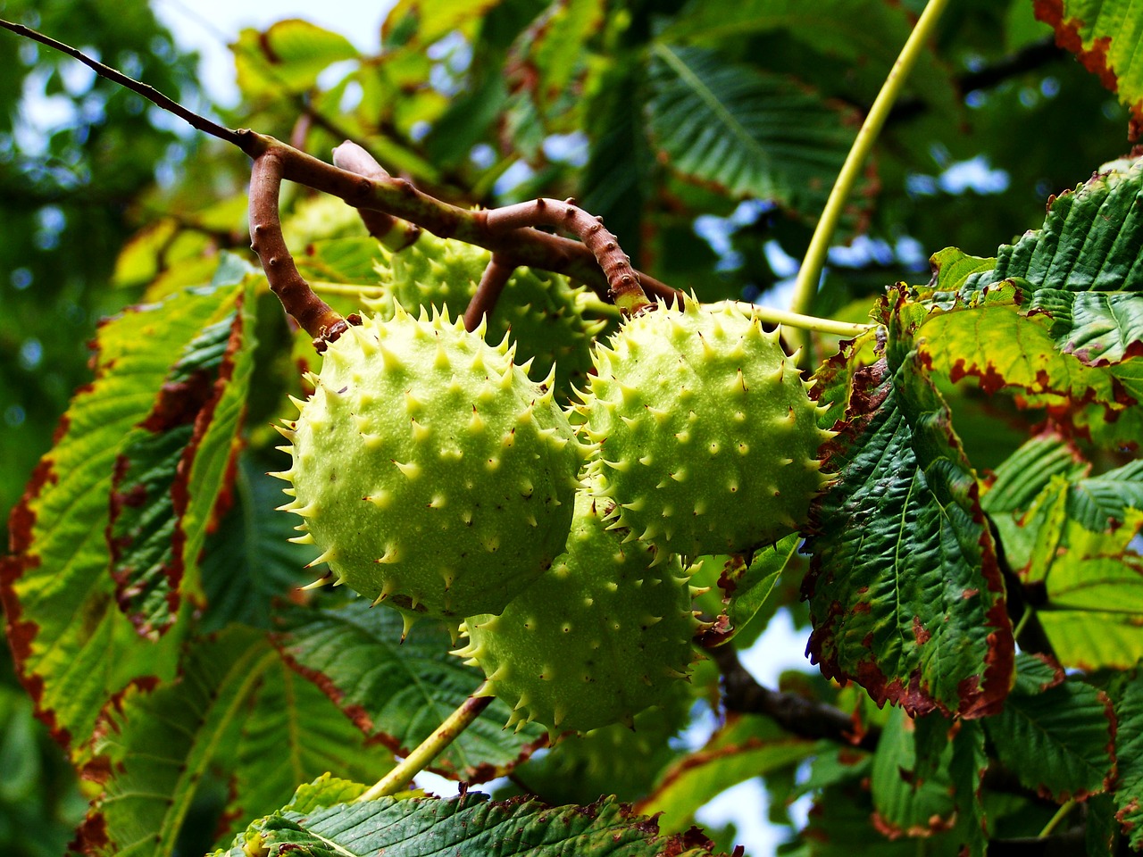 horse chestnut fall harvest nature free photo