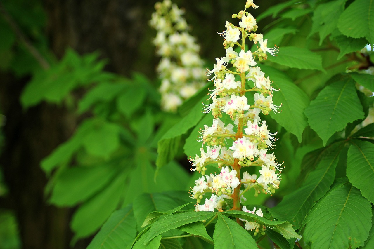 horse chestnut  spring  flowering tree free photo