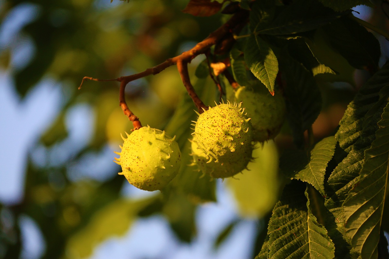 horse chestnut  plant  tree free photo