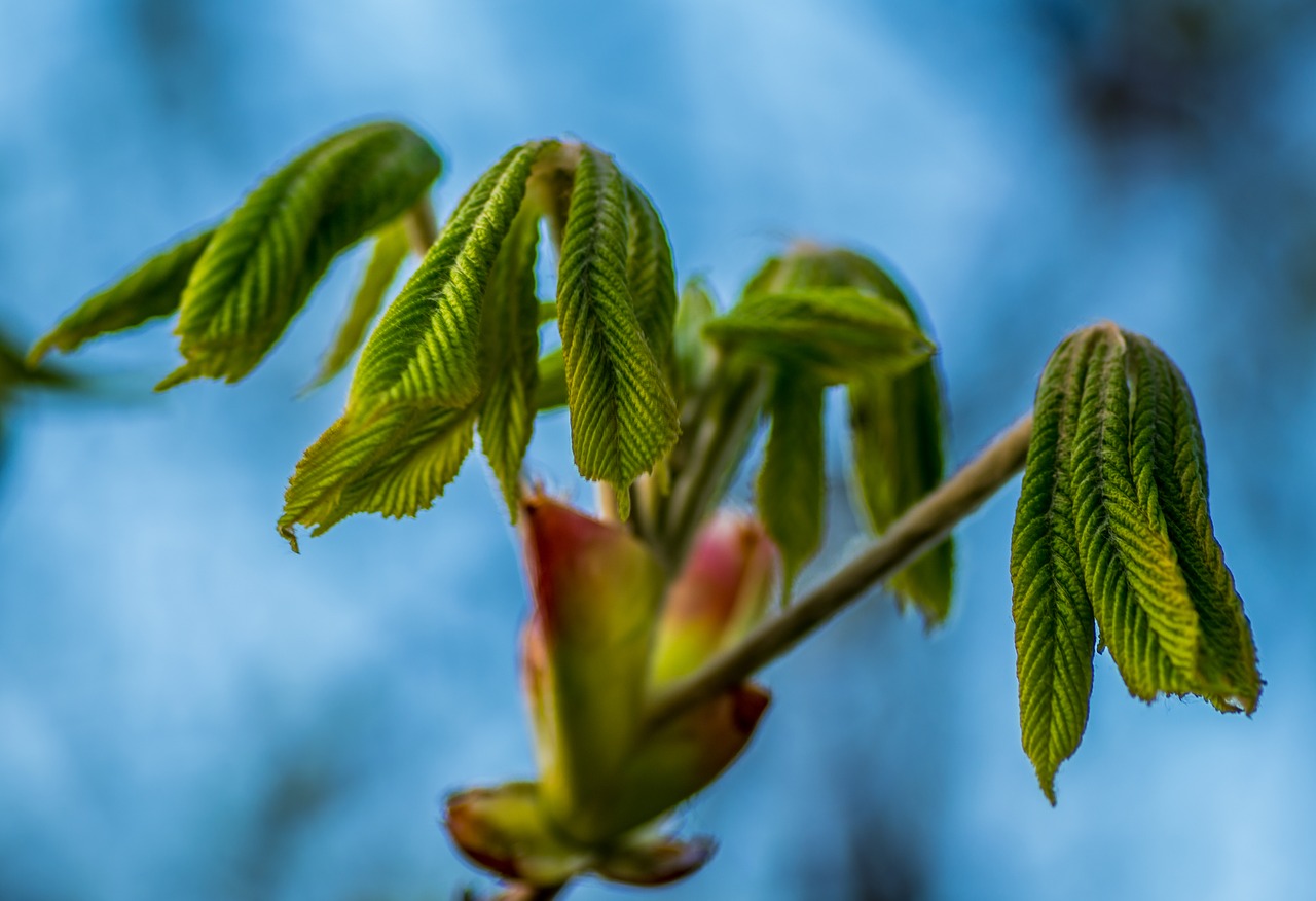 horse chestnut  young leaves  spring free photo