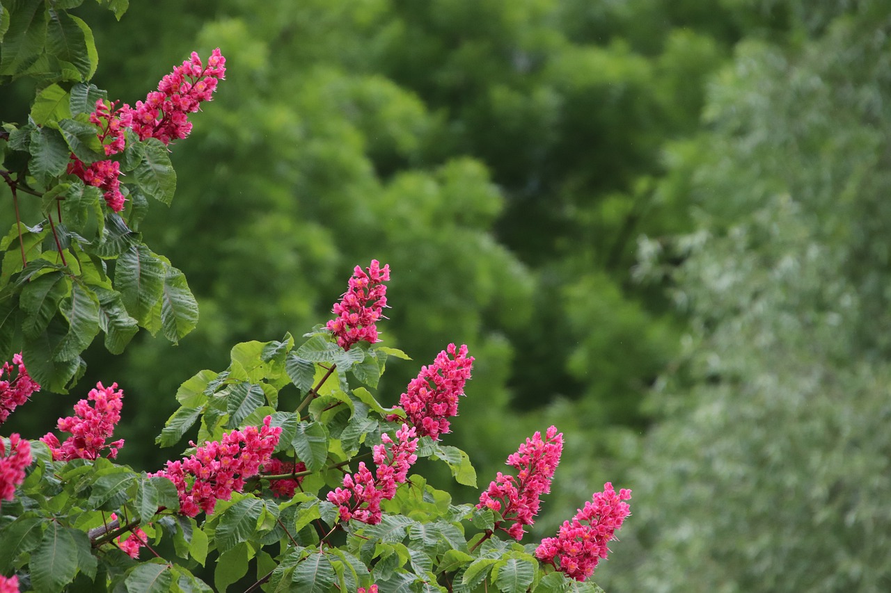 horse chestnut  flowers  red free photo