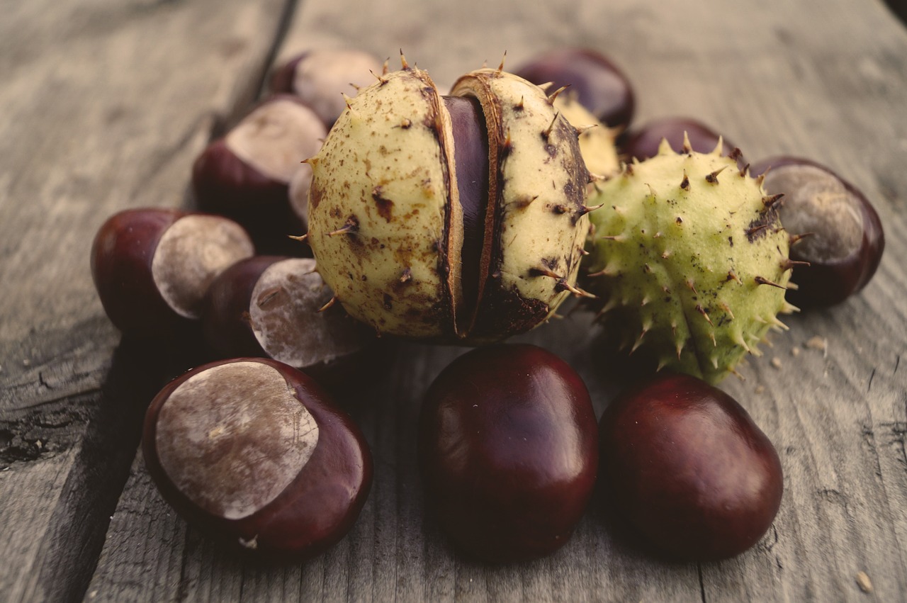 horse chestnut chestnut crop free photo