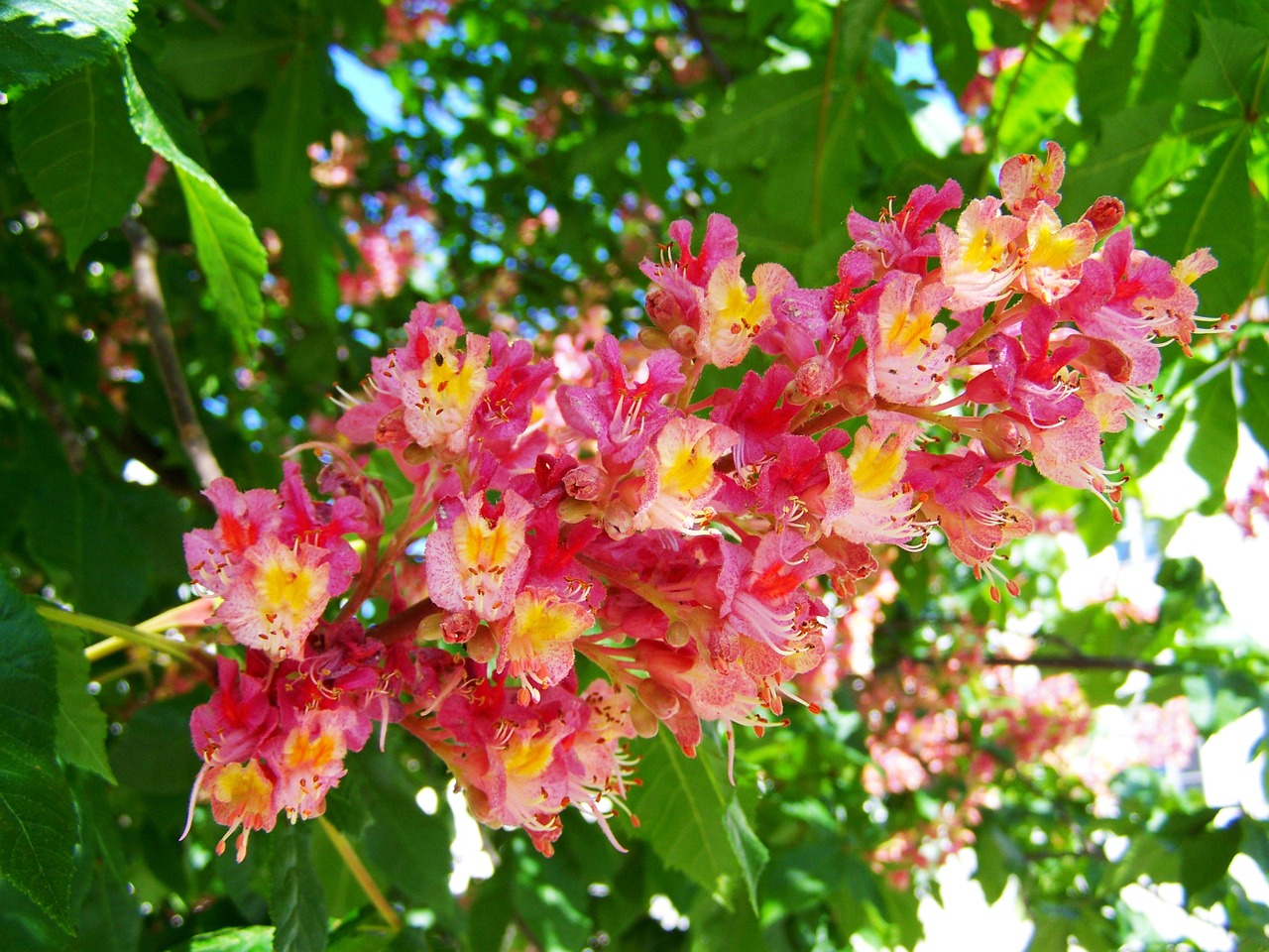 horse chestnut flower pink flower spring free photo