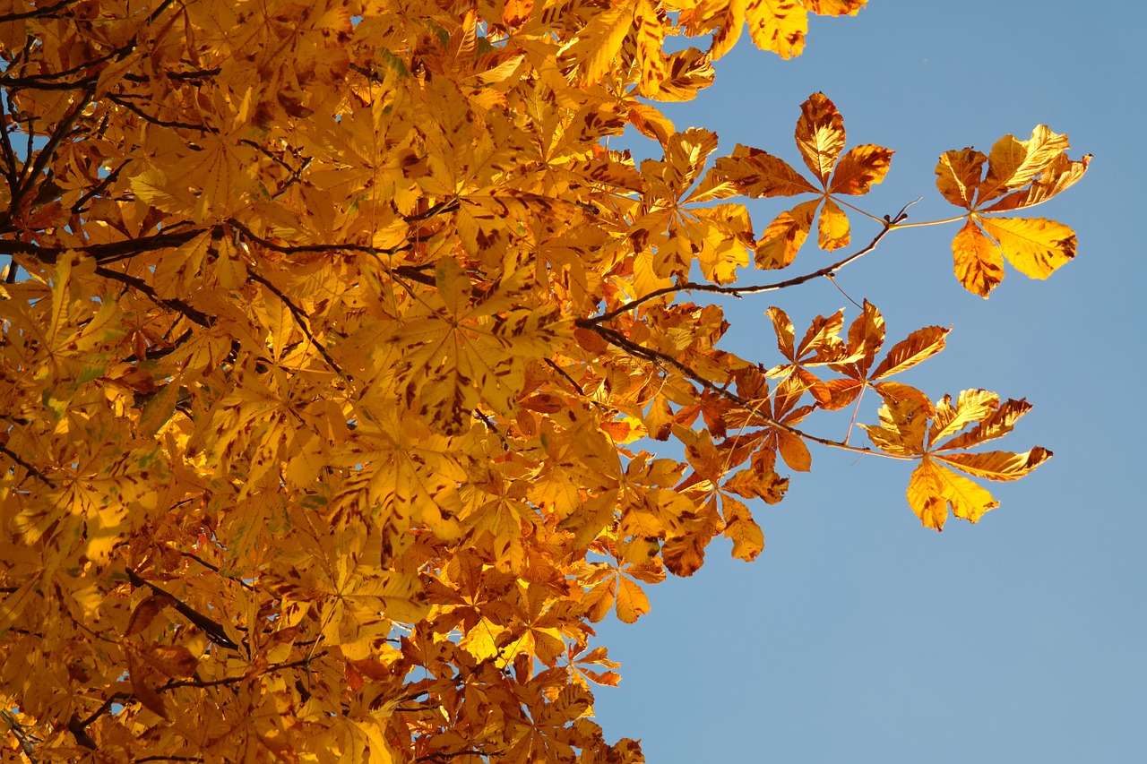 horse chestnut leaves fall leaves gold free photo