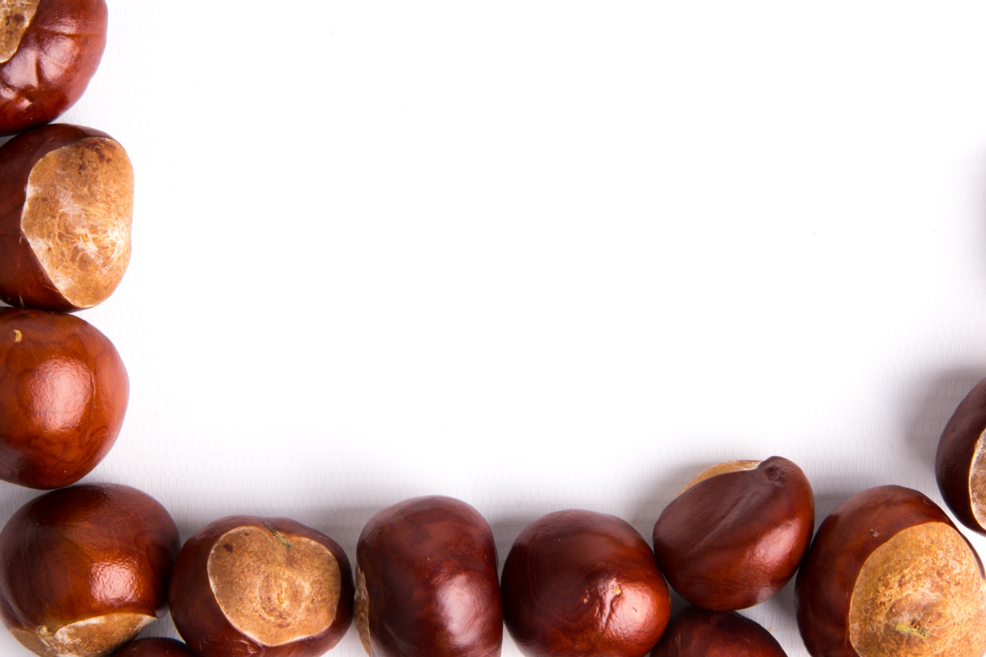 conker white background free photo