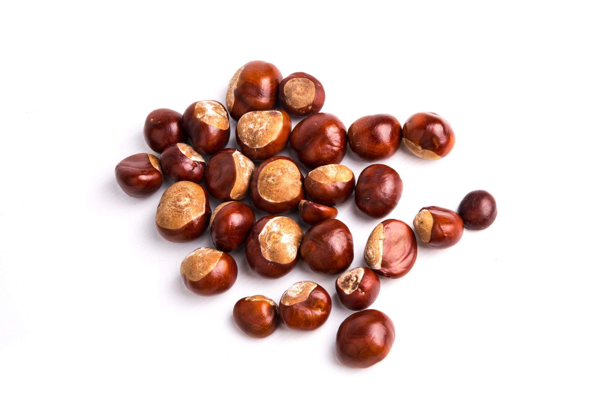 conker white background free photo