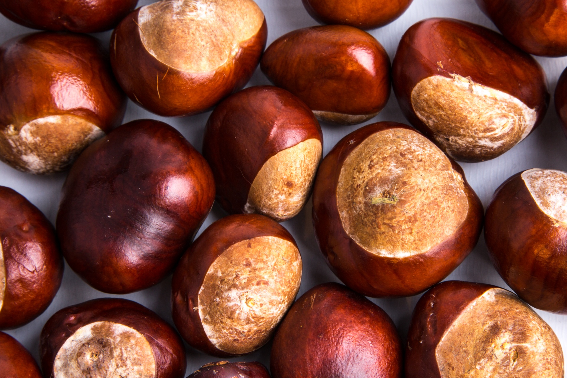 conker white background free photo