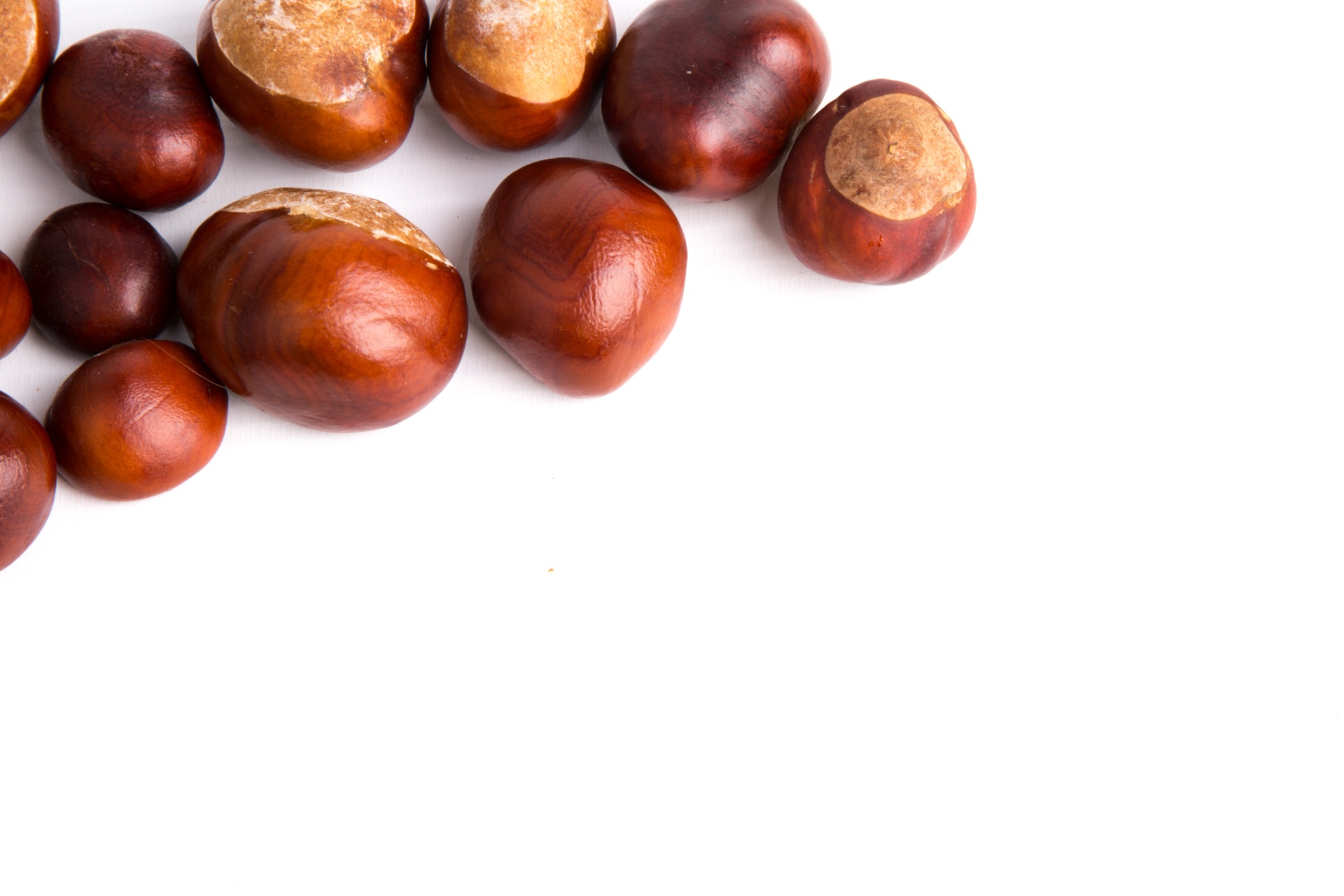 conker white background free photo